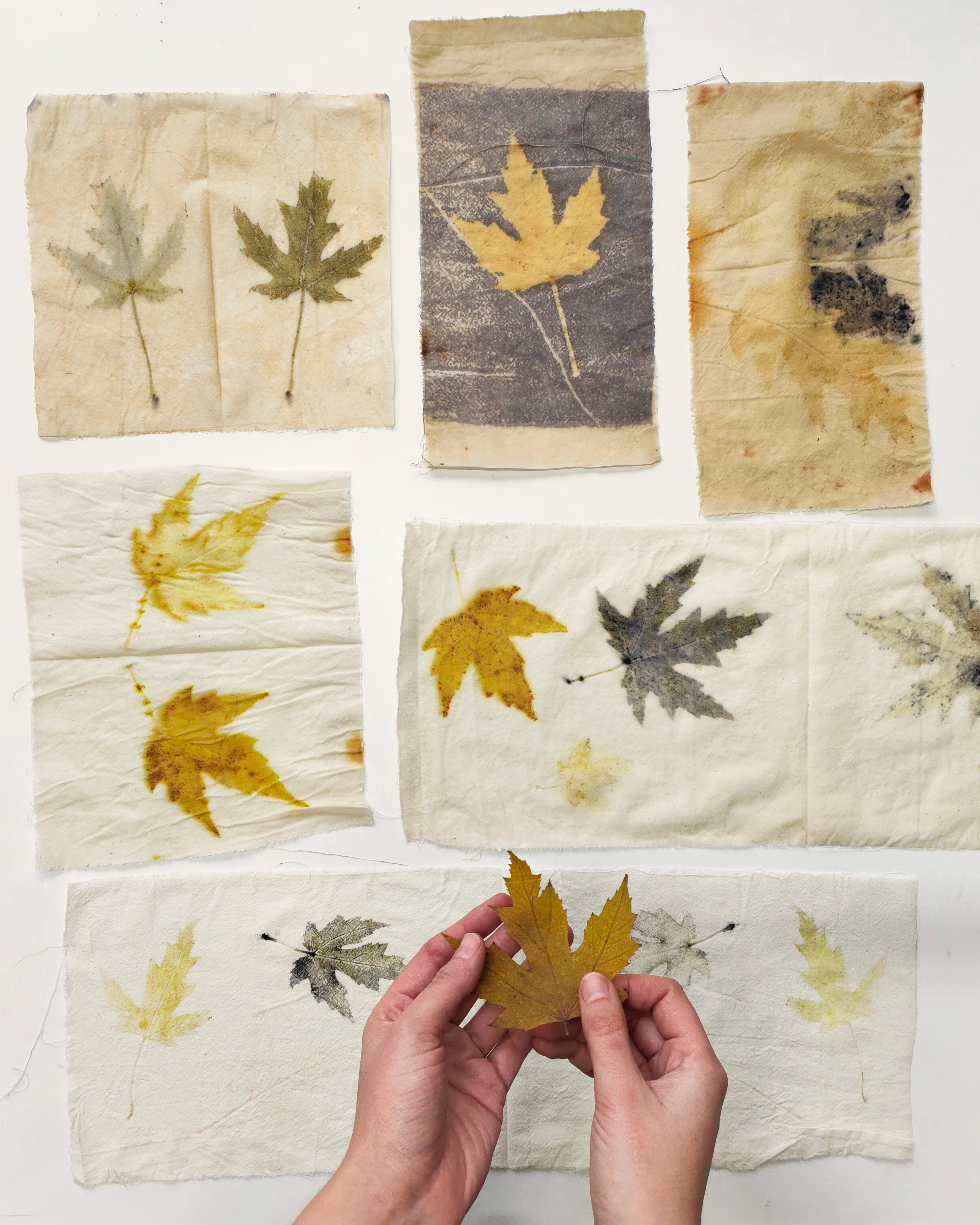 Eco-printing with leaves on fabric – Kaliko